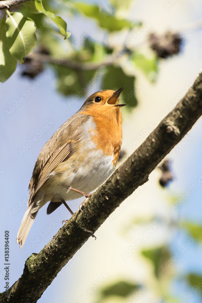 Obraz premium European Robin, Erithacus rubecula, Robin, Birds