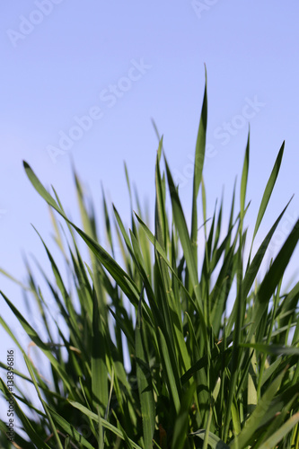 green grass on natural blue sky background with nobody