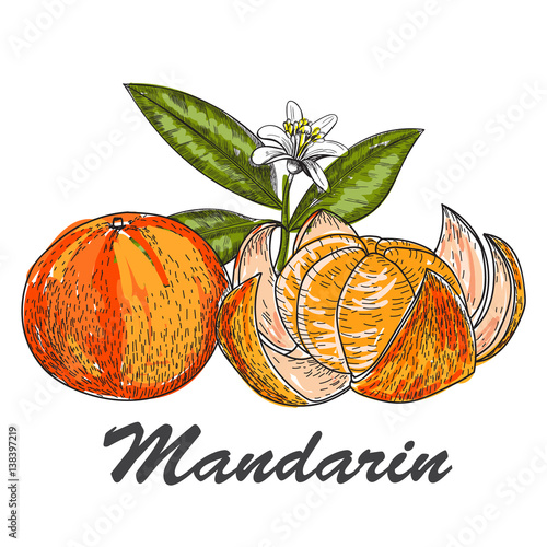 Hand made vector sketch of mandarins in vintage style.