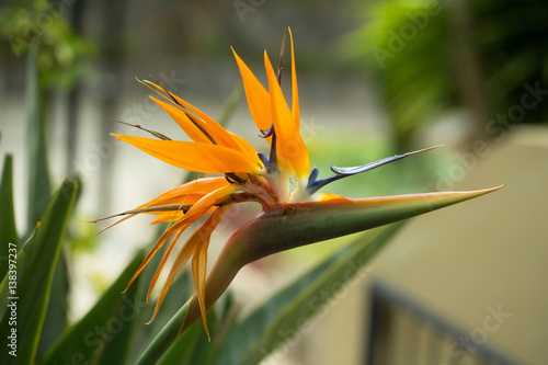 Beautiful orange blossoming flower