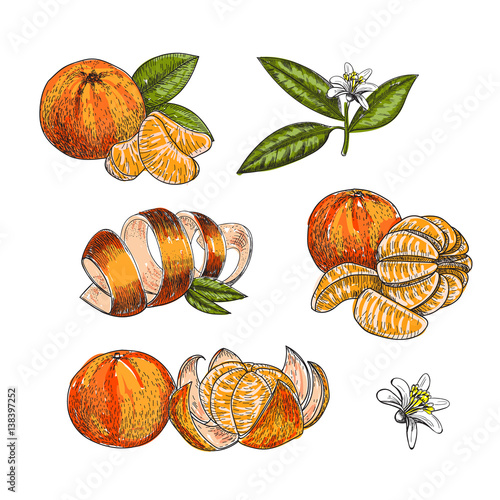 Set of hand made vector sketch mandarins in vintage style.