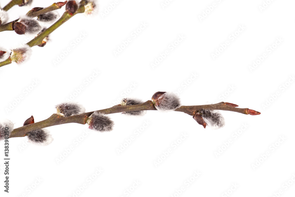 Obraz premium willow branch on wood background