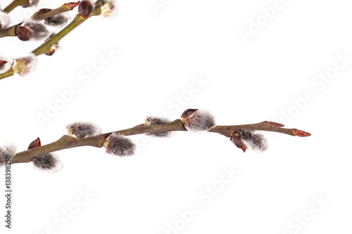 willow branch on wood background