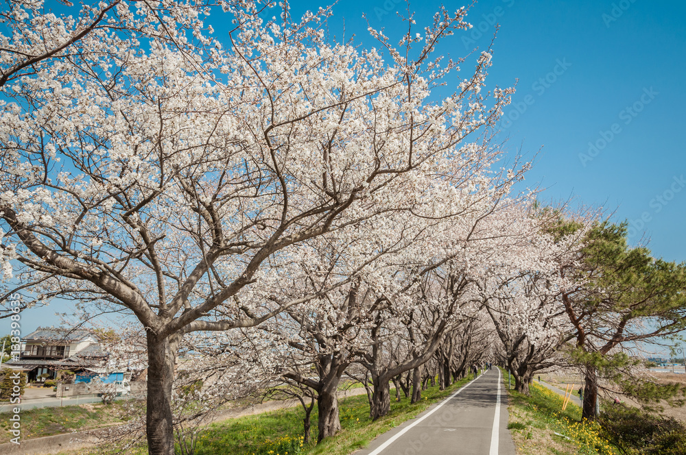 Park with beautiful blooming of cherry trees and people Park with beautiful blooming of cherry trees and people