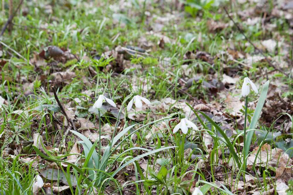 Snowdrop in forest Snowdrop in forest