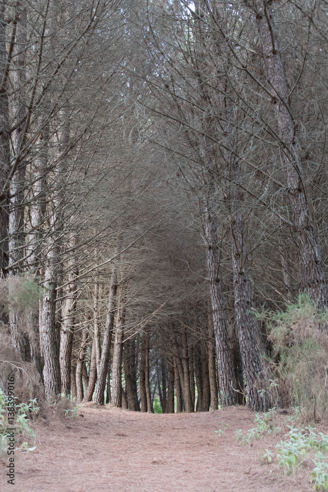 a photo taken of a view through my local forest in Marbella, Spain a photo taken of a view through my local forest in Marbella, Spain