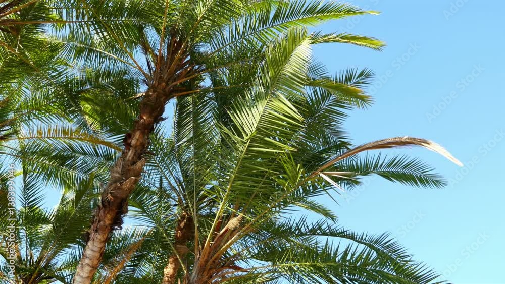 Two high quality videos of palm tree on the blue sky in 4K Two high quality videos of palm tree on the blue sky in 4K