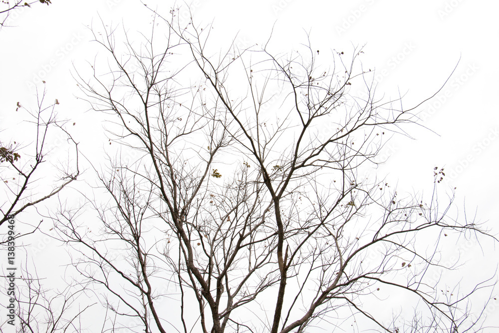 branch of treetop and sky ,white background of treetop branch of treetop and sky ,white background of treetop