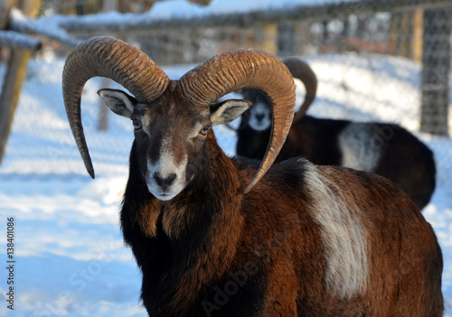 Mouflon in winter scenery, germany