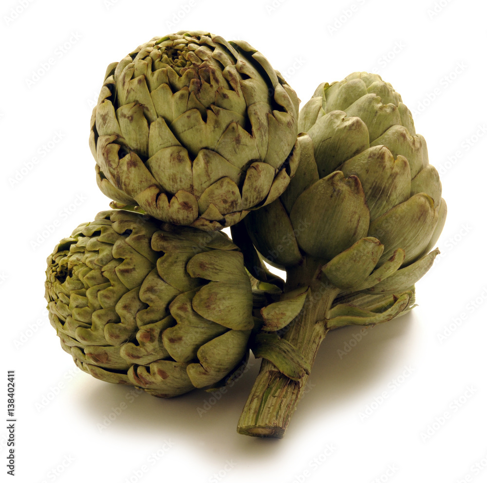 Obraz premium Cynara scolymus ආටිචෝක් Atisô Latva-artisokka Artischocke Carciofo ארטישוק Karczoch zwyczajny 菜薊 Kronärtskocka Alcachofa خرشوف سكوليمي Globe artichoke Artichaut Articsóka 아티초크 Enginar Artiskok 