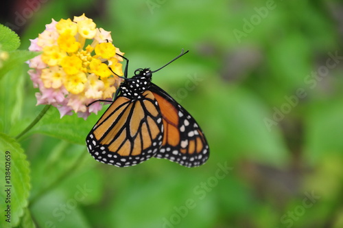 Mariposa sobre la flor © Subemontes