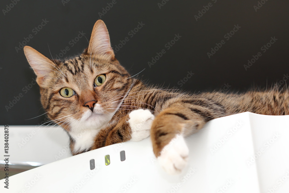 Striped domestic cat observes from the fridge