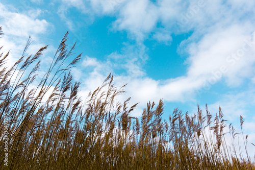 A reed silhouette of golden stalks against blue sky