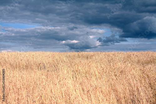 Dramatic view of blue summer sky and yellow wheat field 