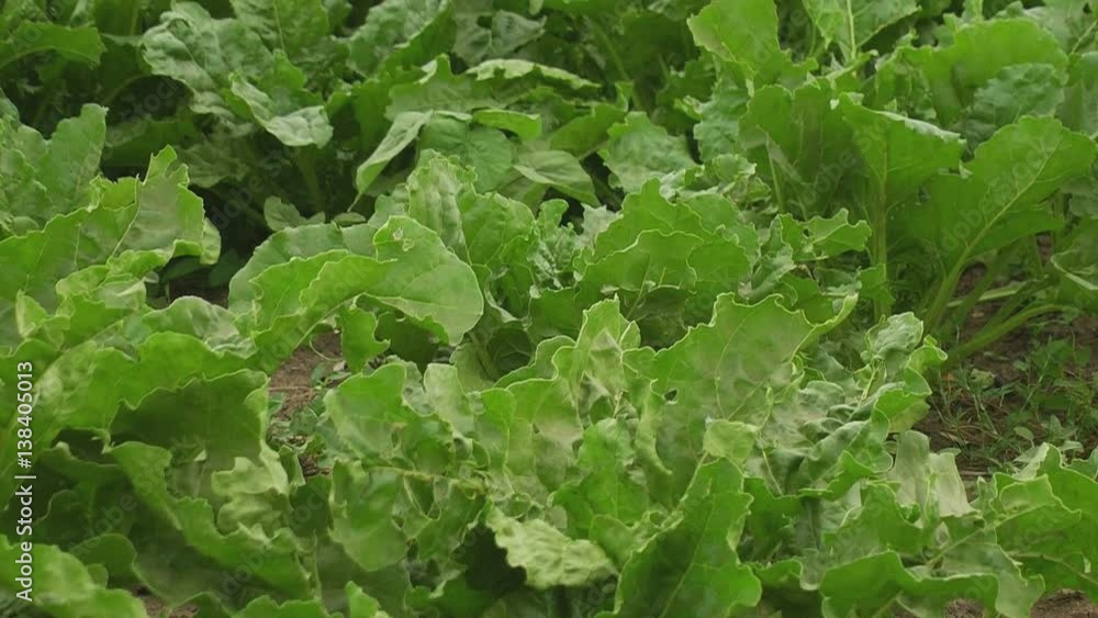 The cultivation of sugar beet. Field of ripening sugar beet. The cultivation of sugar beet. Field of ripening sugar beet.