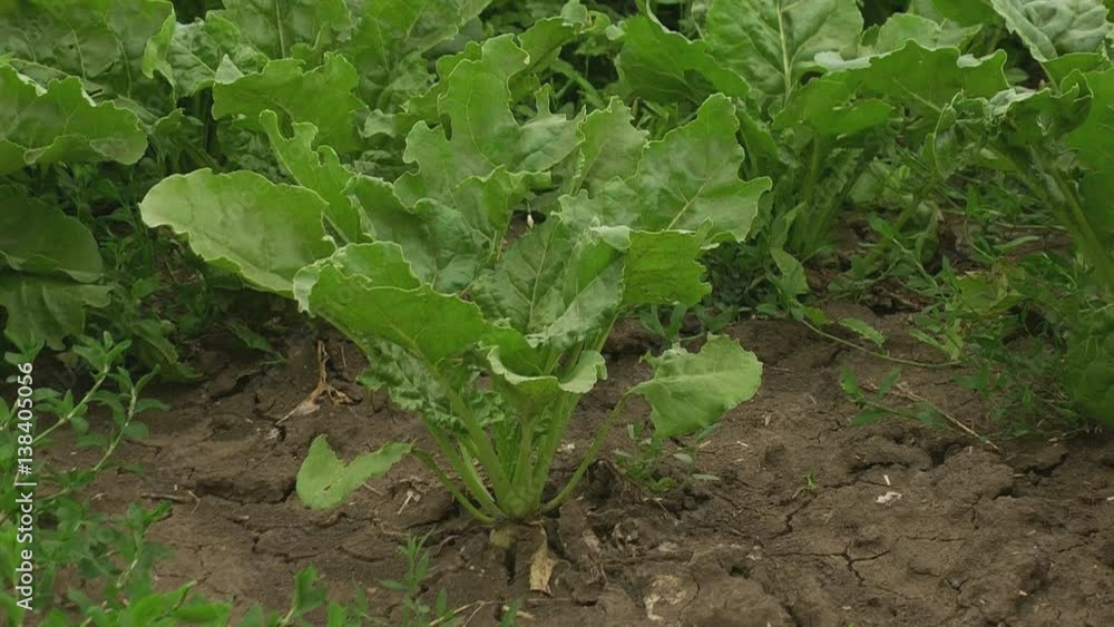 The cultivation of sugar beet. Field of ripening sugar beet. The cultivation of sugar beet. Field of ripening sugar beet.
