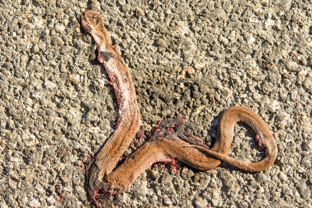 Car crushed snake died on the road Car crushed snake died on the road