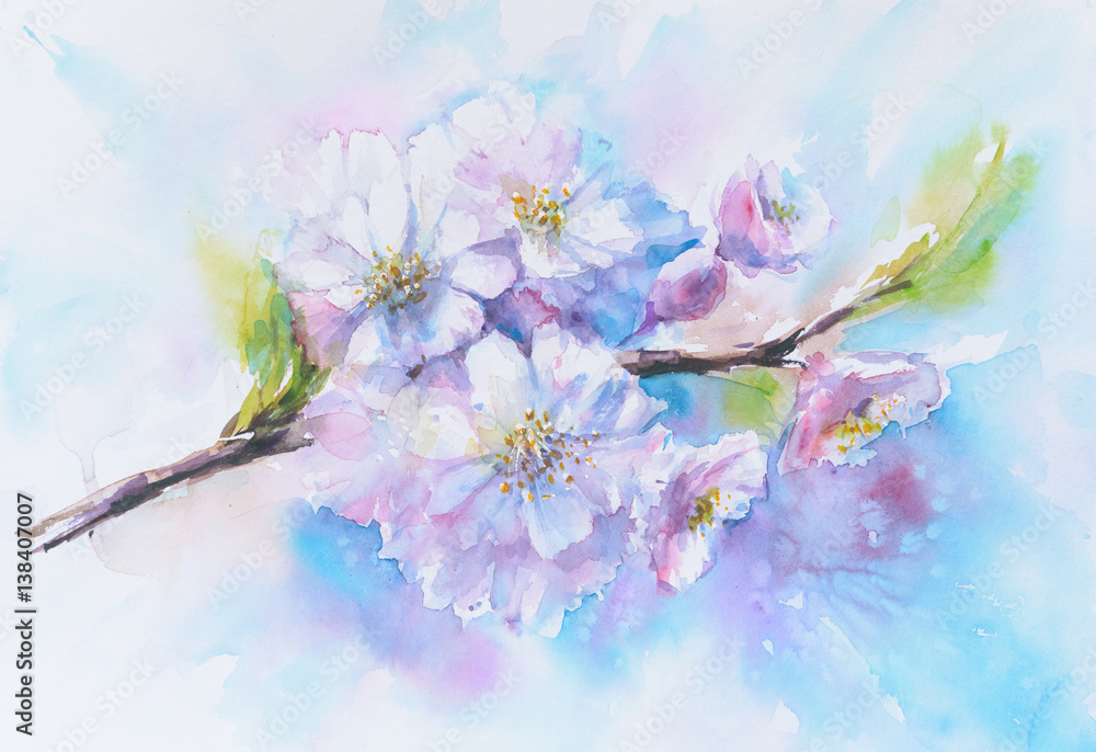 Flowers of cherry blossom.Picture created with watercolors.
