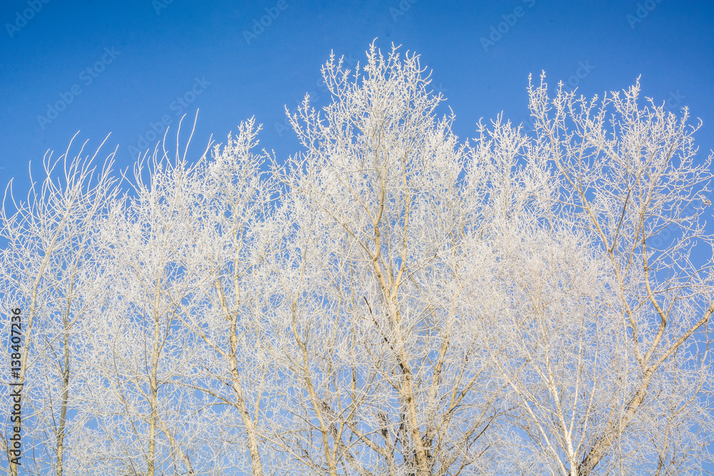 The frozen tree. In the winter the tree froze from cold. The frozen tree. In the winter the tree froze from cold.