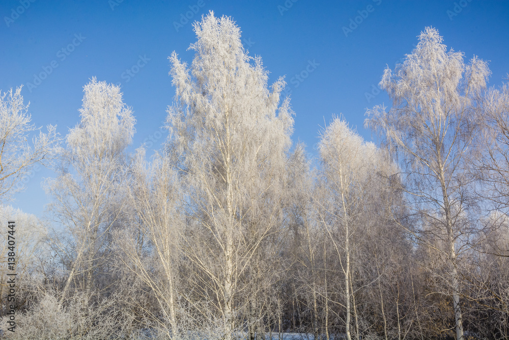 The frozen tree. In the winter the tree froze from cold. The frozen tree. In the winter the tree froze from cold.