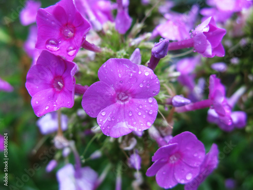 Violet phlox with water drops macro photo