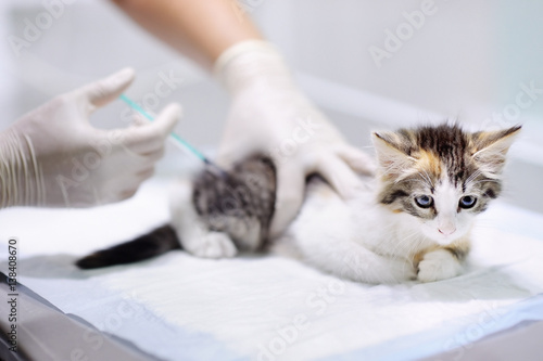 Fototapeta Naklejka Na Ścianę i Meble -  Veterinary doctor giving injection for kitten