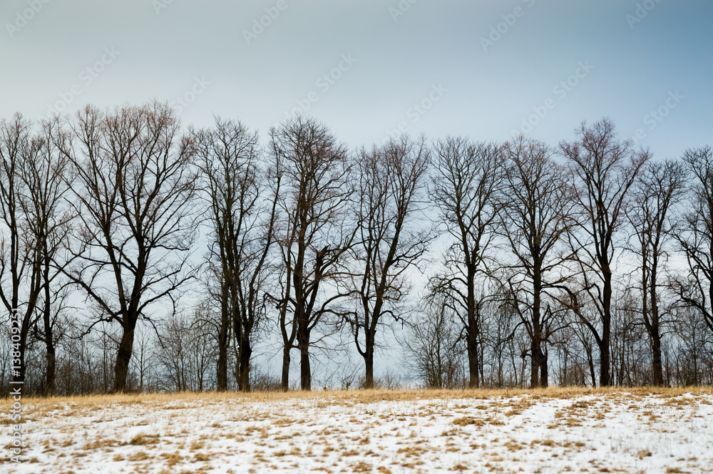 Trees along the road on the edge of the clearing, winter weather Trees along the road on the edge of the clearing, winter weather