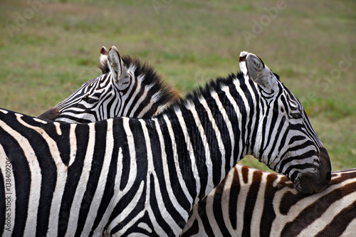 Zebras Facing Two Ways