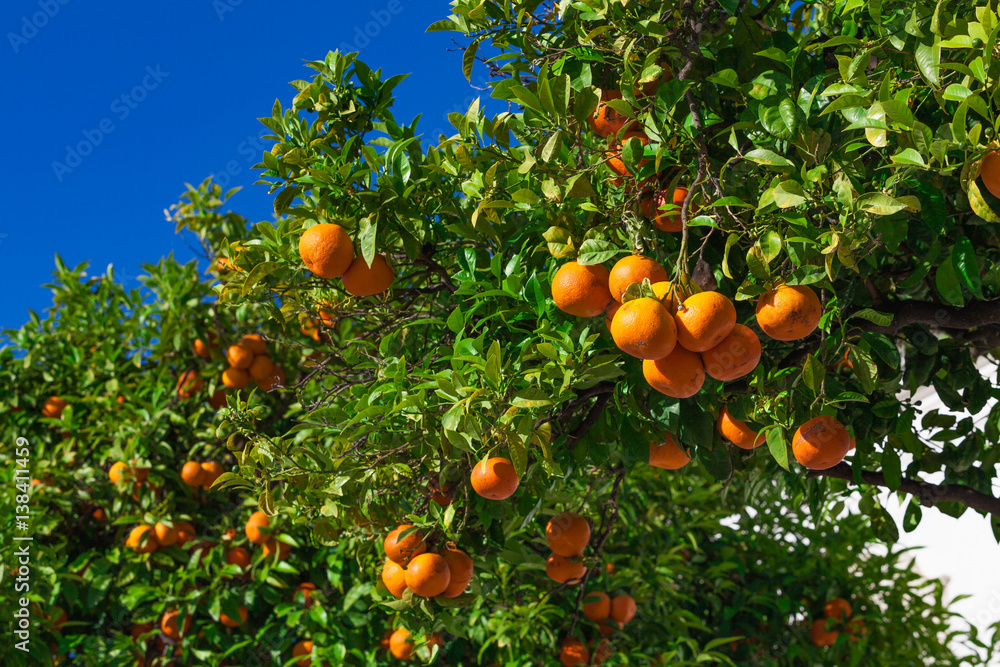 fruits of the tangerine trees. mandarin fruits fruits of the tangerine trees. mandarin fruits