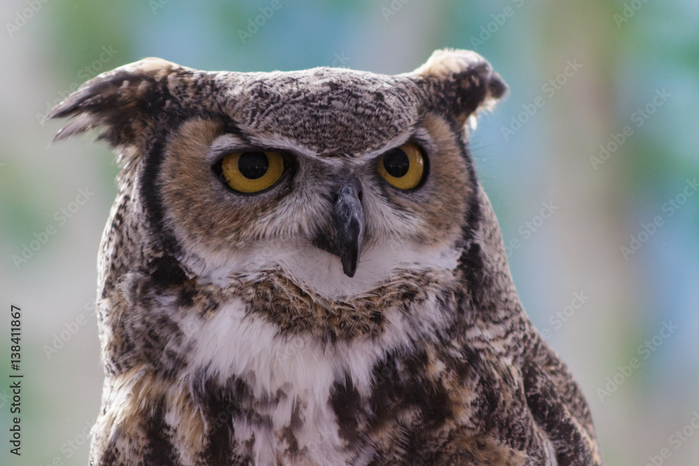 A Great Horned Owl with its 