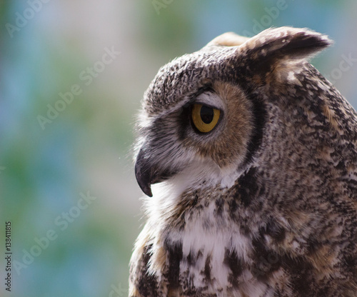 A profile of a Great Horned Owl with its "ears" back
