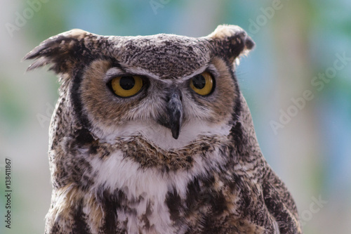 A Great Horned Owl with its "ears" back, looking right at you.