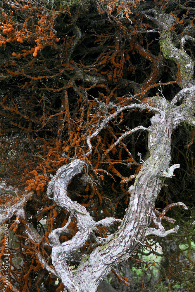Fototapeta premium Trentepohlia (orange colored algae) on tree at Point Lobos State Reserve, California coast