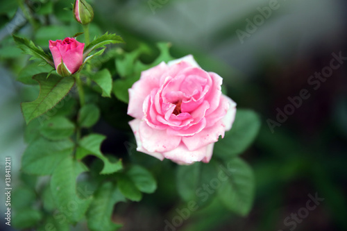 pink rose © Kiro