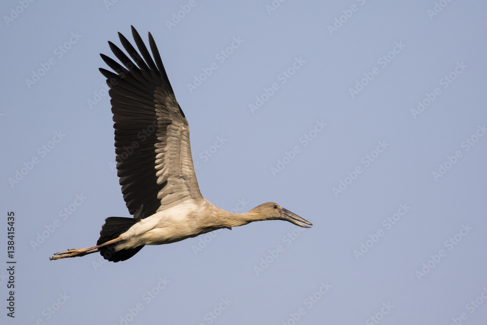 Obraz premium Image of asian openbill stork flying in the sky. Wild Animals.