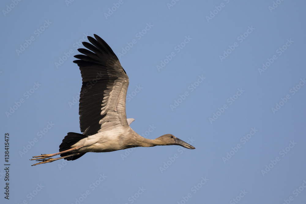 Obraz premium Image of asian openbill stork flying in the sky. Wild Animals.