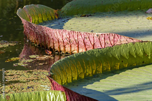 Detail of texture, clolors and shape of brazilian victoria amazonica on a lake photo