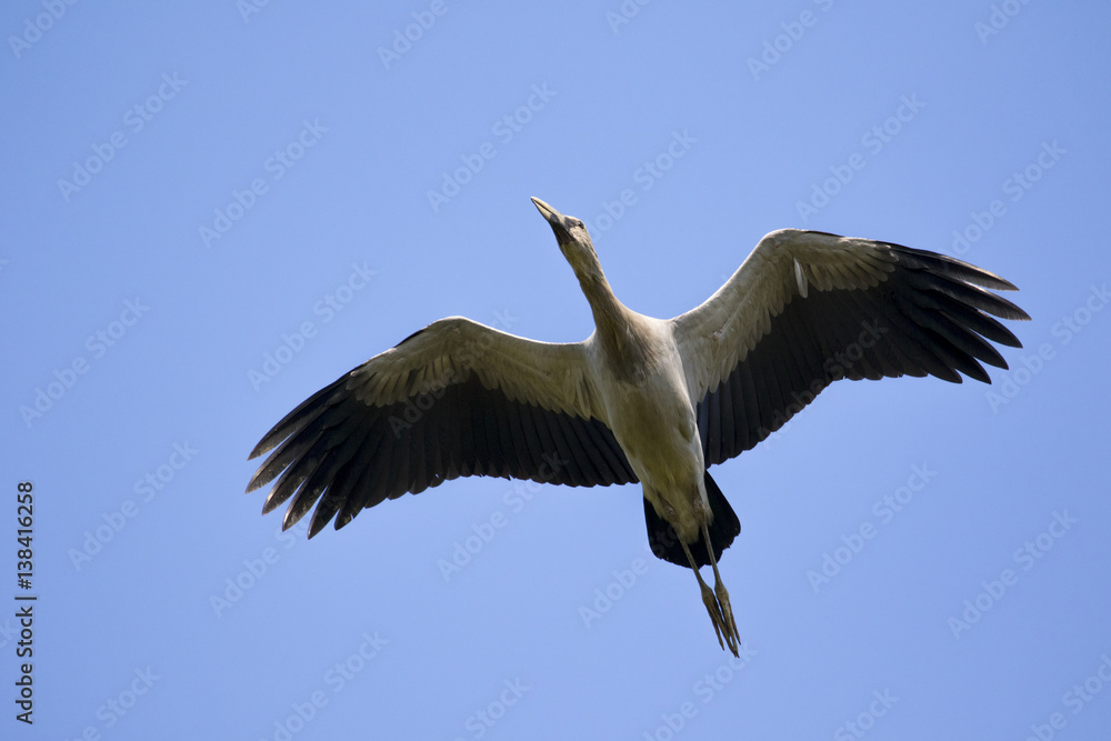 Fototapeta premium Image of asian openbill stork flying in the sky. Wild Animals.