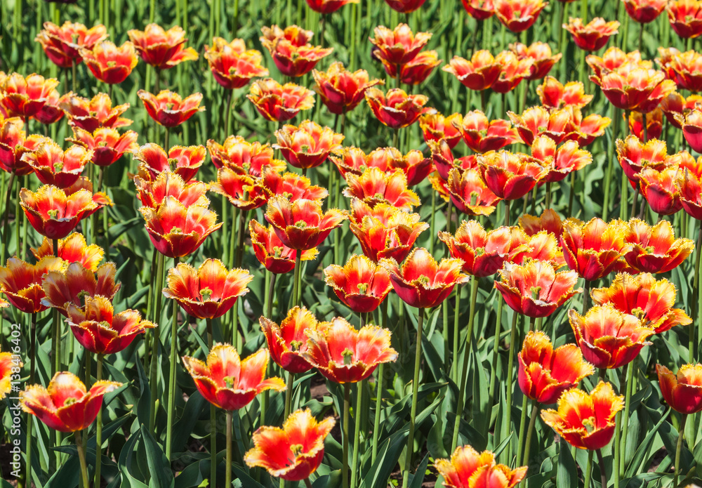 Fringed tulips red yellow. Background