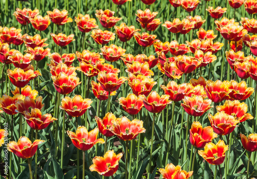 Fringed tulips red yellow. Background © aleoks
