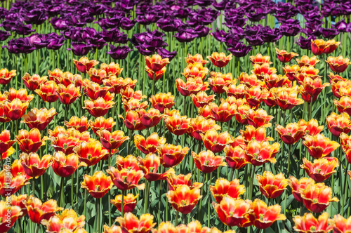 Yellow and red fringed and purple terry tulips in the nursery