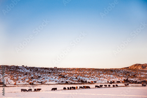 Cattle Cows on a Ranch in the Snow at Sunset