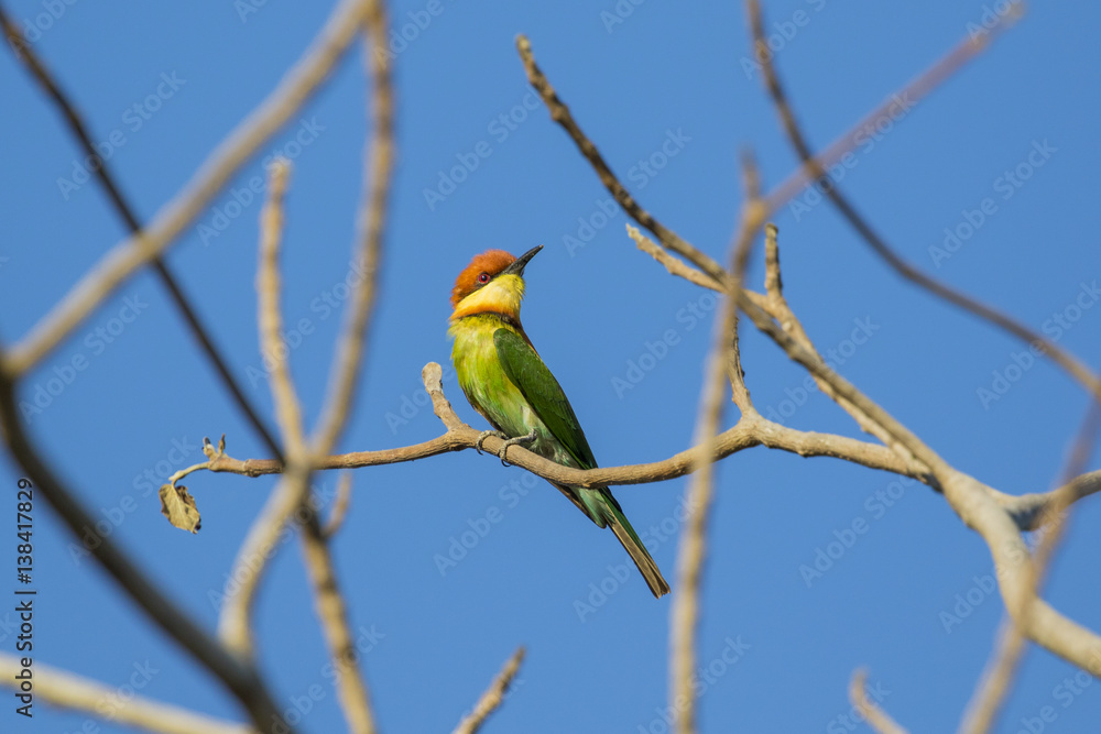 Image of bird on the branch on sky background. Wild Animals. Chestnut-headed Bee-eater (Merops leschenaulti) Image of bird on the branch on sky background. Wild Animals. Chestnut-headed Bee-eater (Merops leschenaulti)