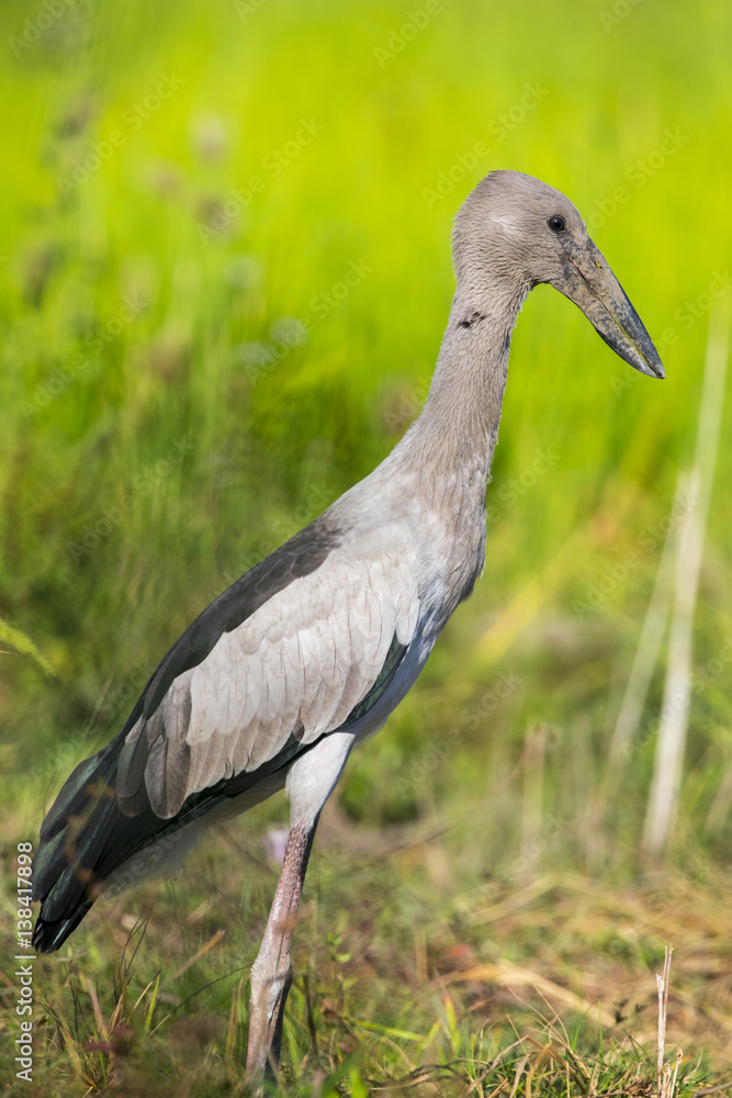 Fototapeta premium Image of Asian openbill stork on natural background. Wild Animals.