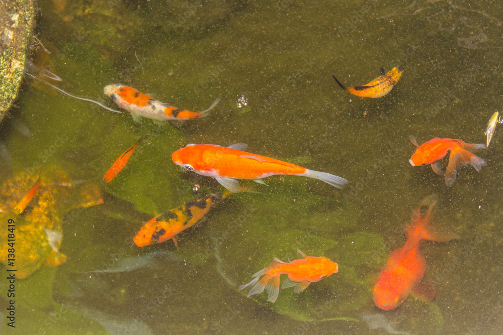 beautiful golden fish swimming in pond beautiful golden fish swimming in pond