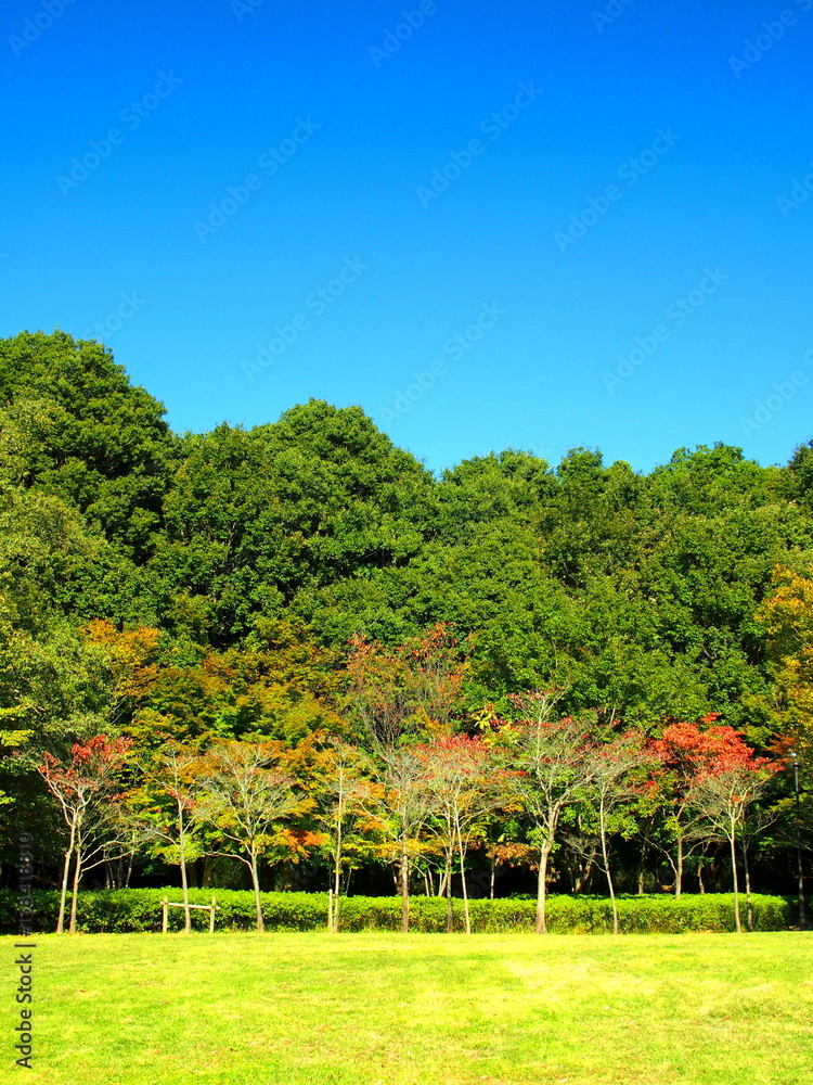 秋の21世紀の森と広場風景