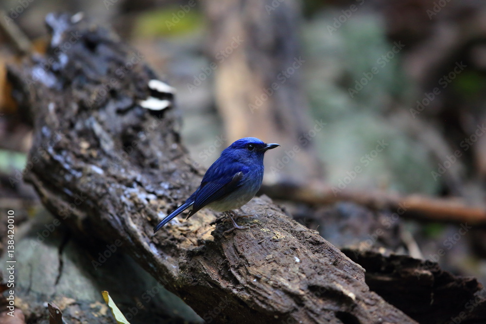 Hainan blue flycatcher (Cyornis hainanus) in Cuc phong National Park, Vietnam