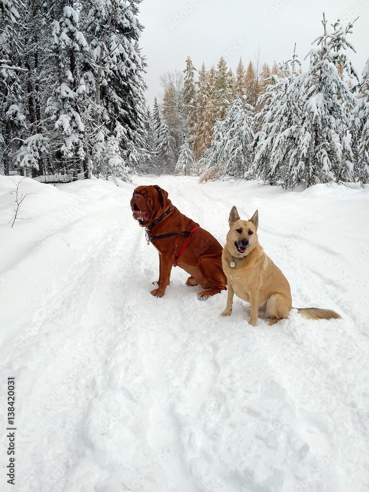 Dogs on a snowy day