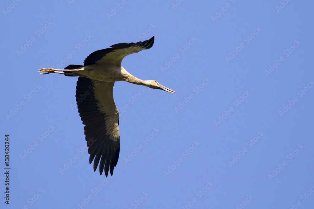 Obraz premium Image of asian openbill stork flying in the sky. Wild Animals.