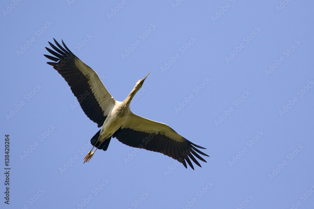 Image of asian openbill stork flying in the sky. Wild Animals. Image of asian openbill stork flying in the sky. Wild Animals.